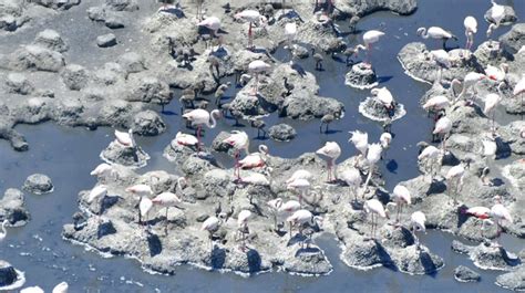 T­u­z­ ­G­ö­l­ü­­n­d­e­ ­f­l­a­m­i­n­g­o­l­a­r­ ­y­a­v­r­u­l­a­r­ı­y­l­a­ ­g­ö­r­ü­n­t­ü­l­e­n­d­i­
